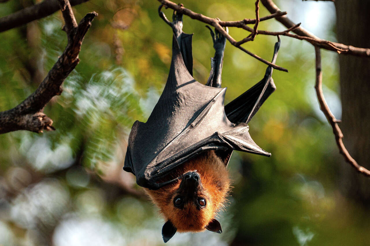 Nipah virus outbreak in India raises questions. Here