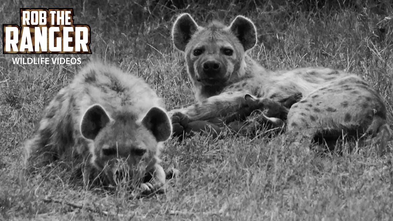 Observe a wild hyena den at night in Africa