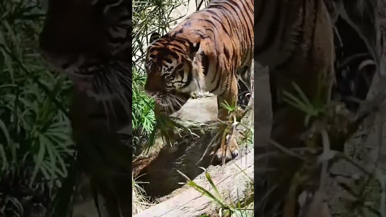 Sumatran tigers embrace water for play and cooling off