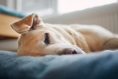 愛犬との『お別れ』飼い主が後悔しないためにすべきこと5つ 死期が迫っているときにみせる行動まで
