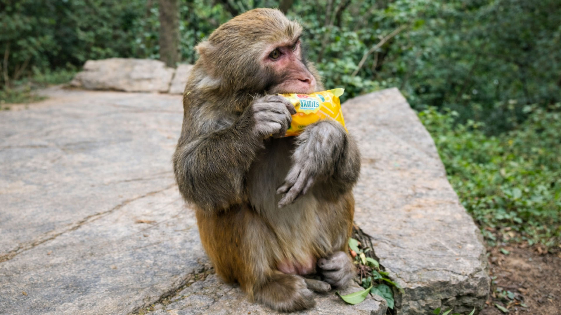 Monkey seen enjoying a piece of bread