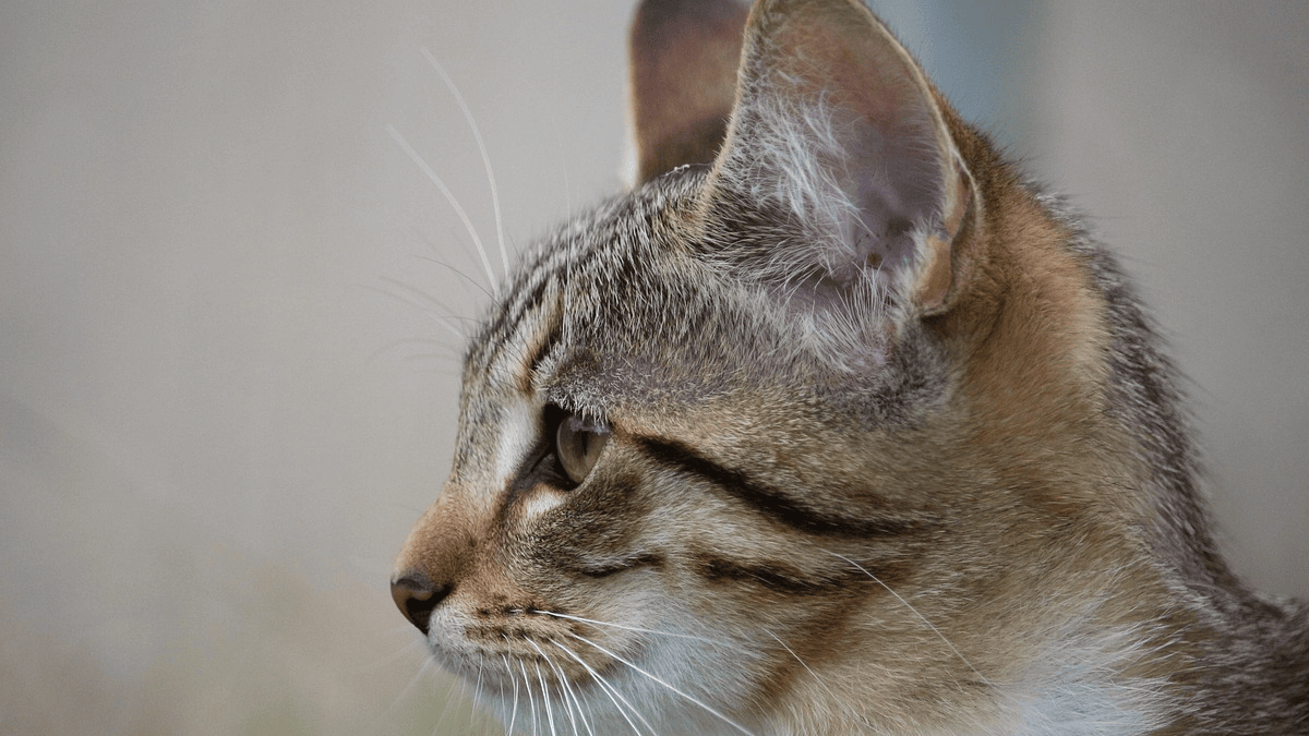 7 common habits that make your cat distant