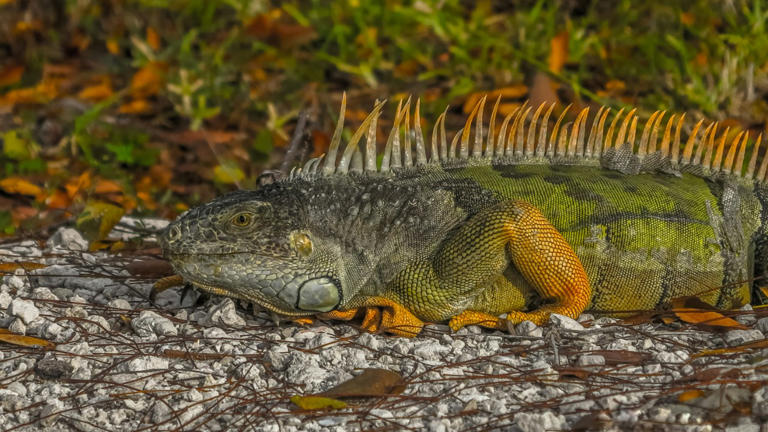 Iguanas are raining from trees in Florida cold snap as counts explode