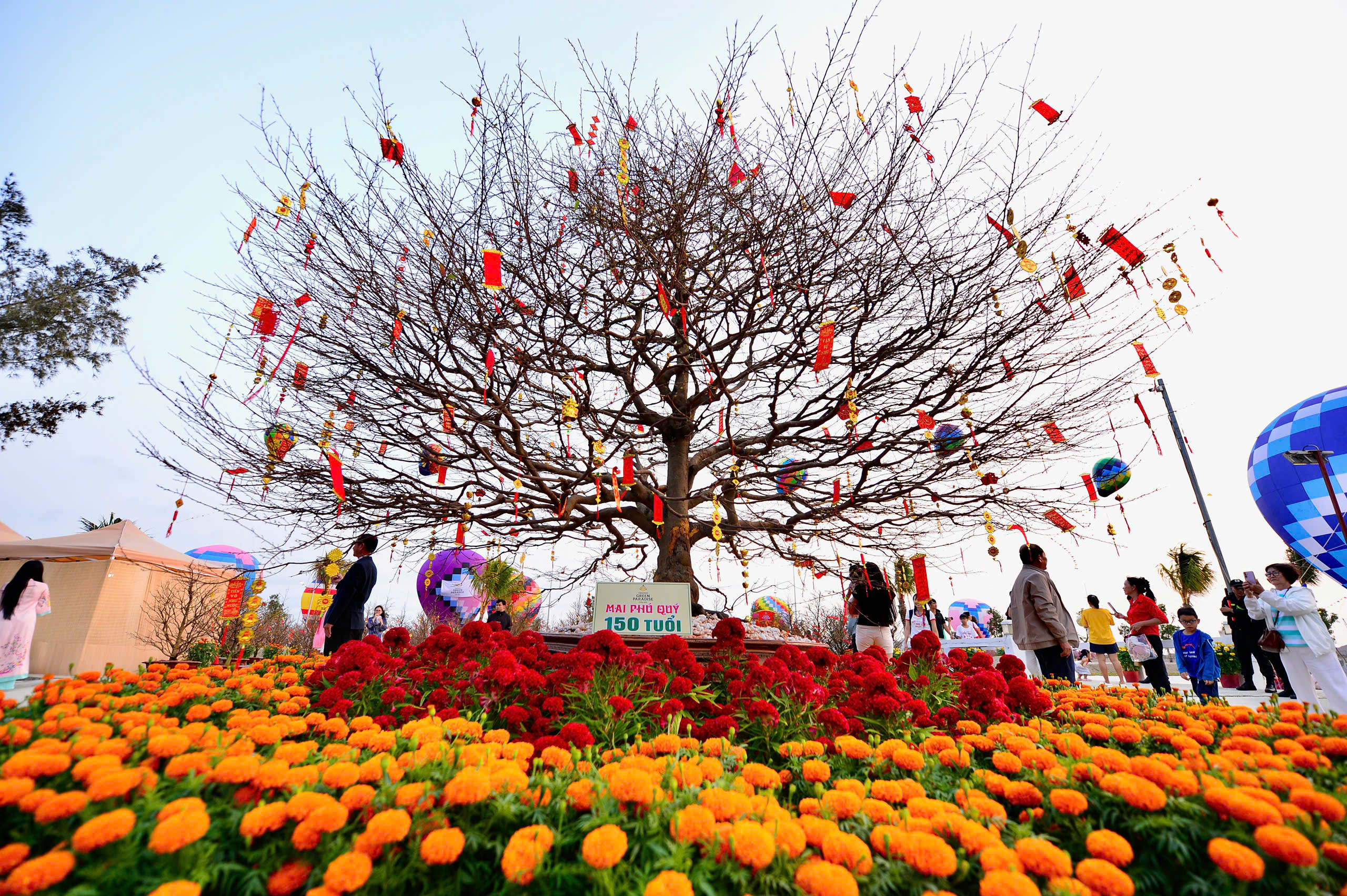 Lễ hội Xuân Cần Giờ tại Vinhomes Green Paradise có mai trăm tuổi, có khinh khí cầu