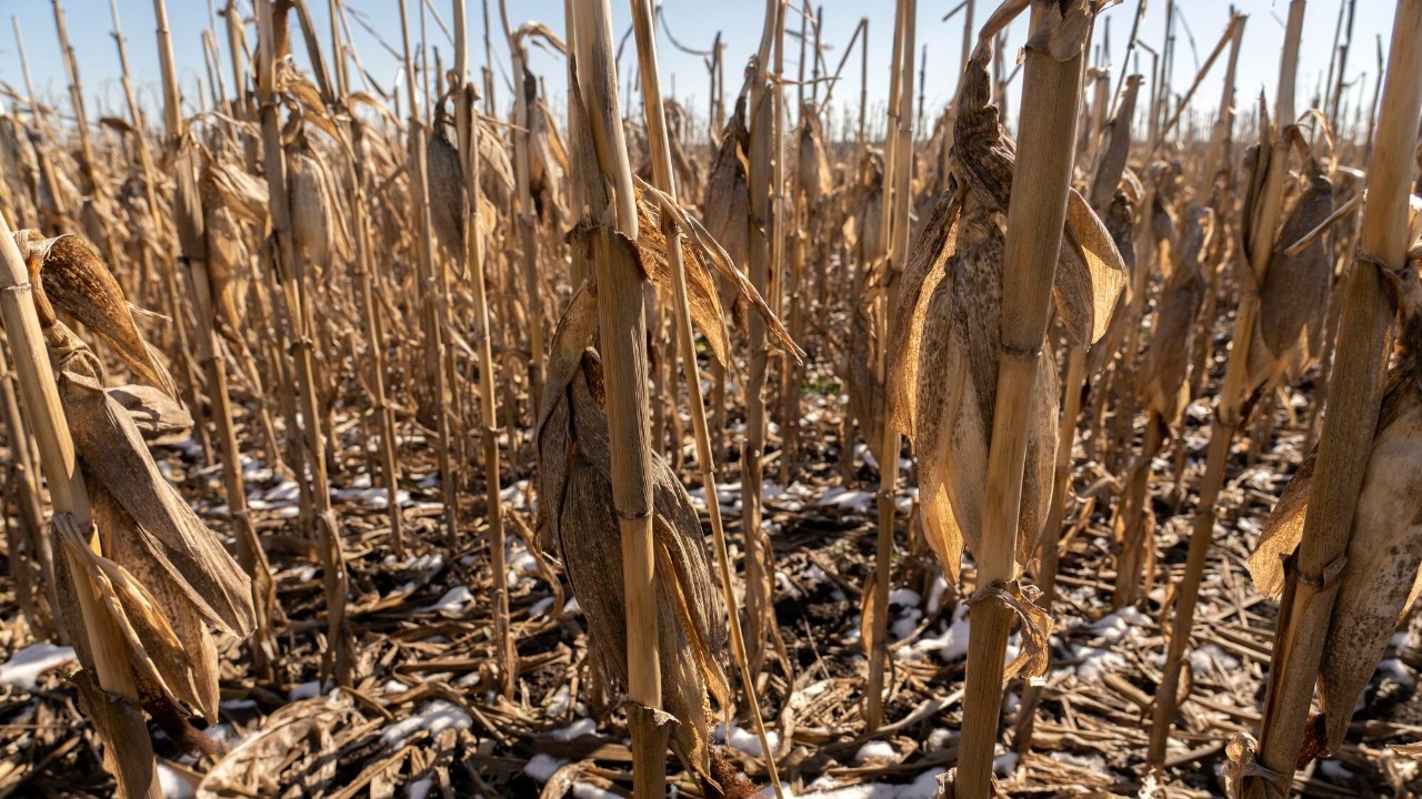 Farmers scramble as freak weather wipes out key crops in brutal blow