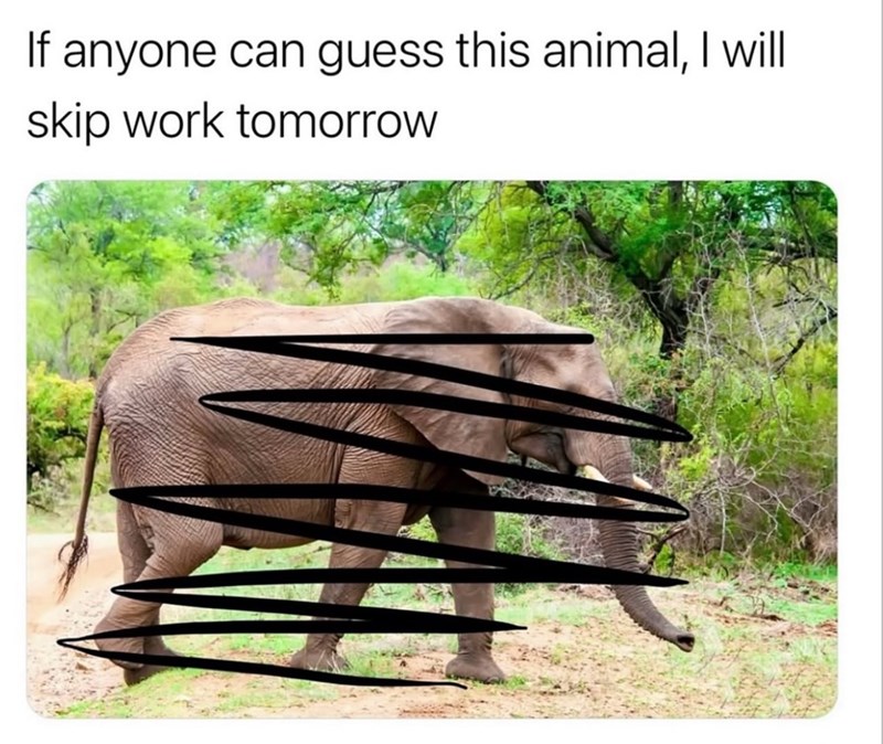 23 animal memes to satisfy your Saturday silly craving