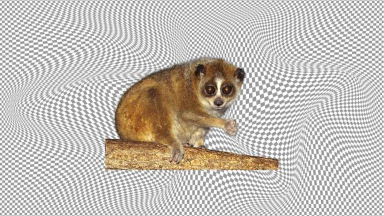 Is this raccoon or pygmy slow loris? Identify the correct one in this ...