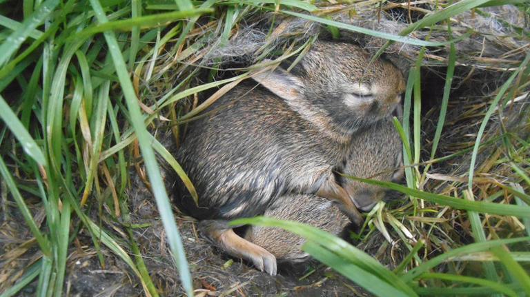 12 things to do if you find a rabbit nest in your yard