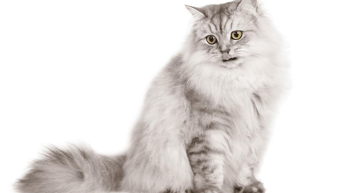 What your cat does to hide pain, according to experts