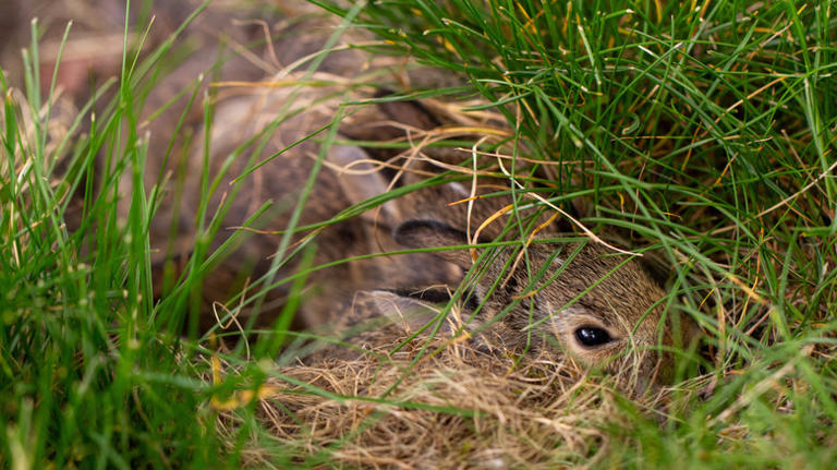 12 things to do if you find a rabbit nest in your yard