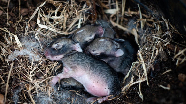12 things to do if you find a rabbit nest in your yard