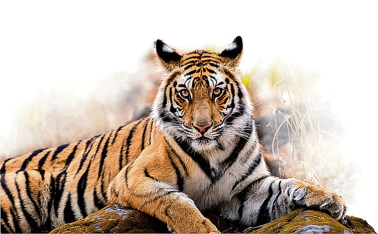 Time to redefine carrying capacity of tiger landscapes!