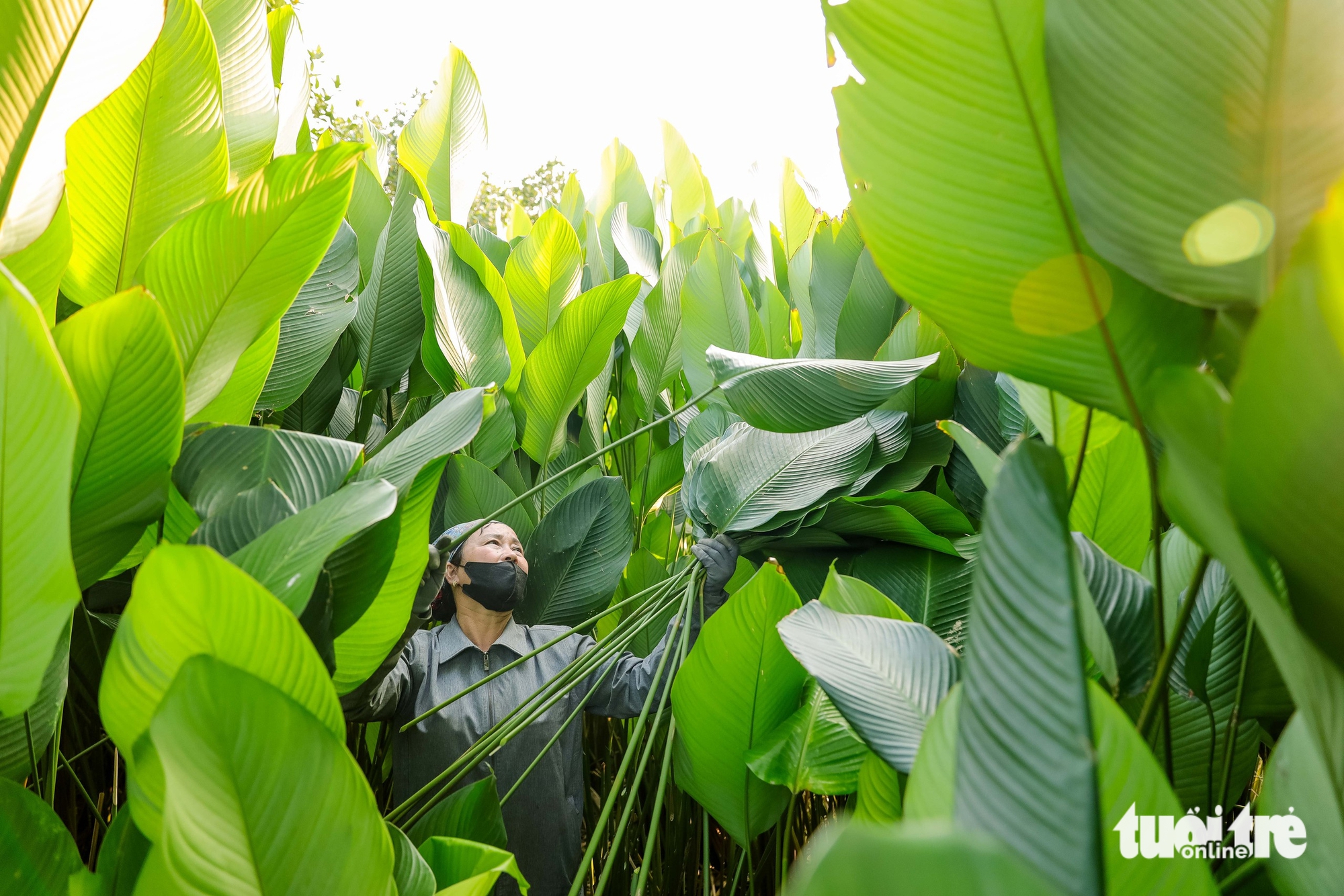 Xứ sở lá dong Tràng Cát vào vụ Tết