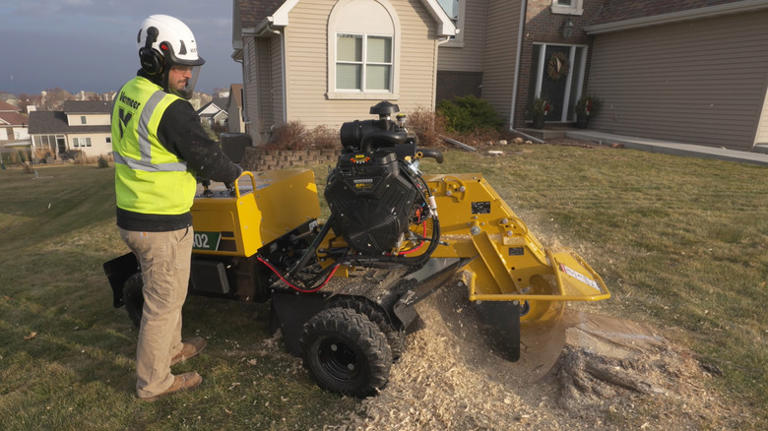 The fastest way to remove an old tree stump in your yard
