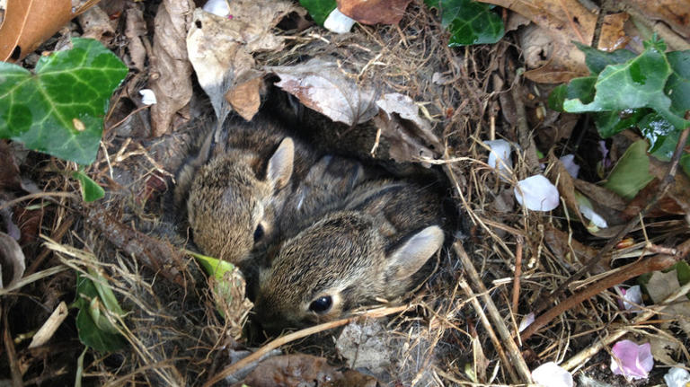 12 things to do if you find a rabbit nest in your yard