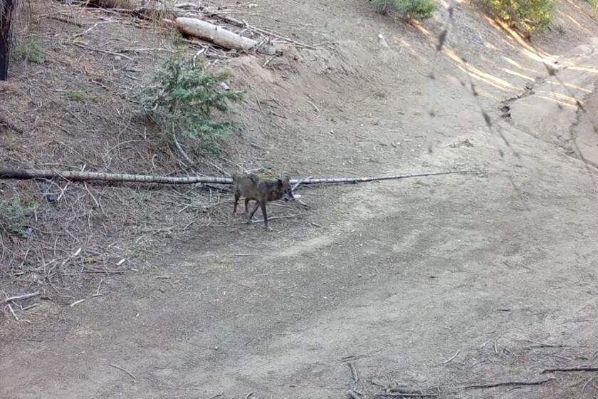 A wolf has come to Los Angeles County for the first time in more than a century<br>