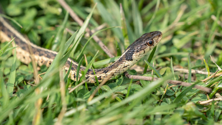 Snake vs bird eggs in your yard: How to tell the difference