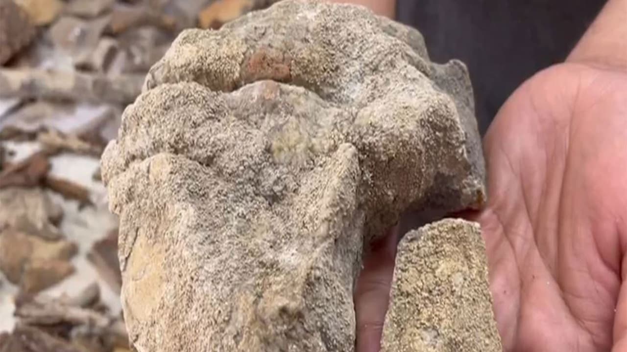 Odisha: 148 lichen species found in Similipal, one new to India