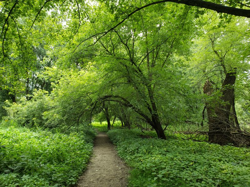 These lesser-known Oregon forests have trees so twisted locals swear ...
