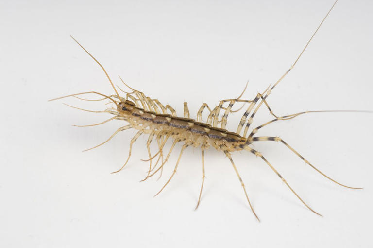 How to keep centipedes out of your home and stop them from coming back