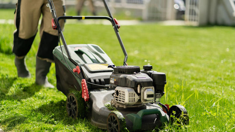12 things to do if you find a rabbit nest in your yard