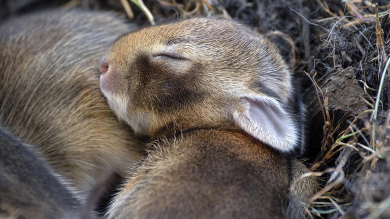 12 things to do if you find a rabbit nest in your yard