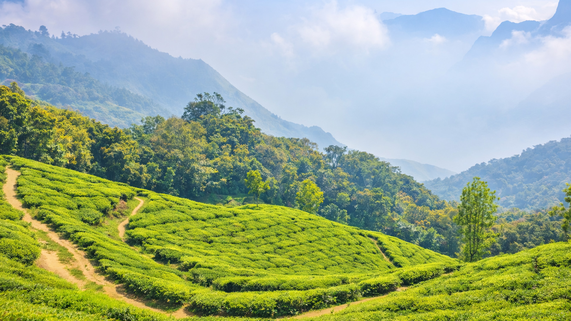 Tea plantation endless green hills wrapped in mountain mist