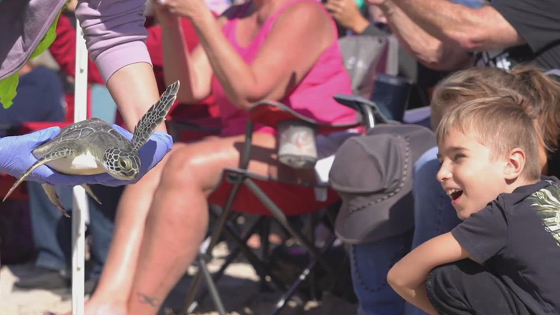 Rehabilitated sea turtles get a second chance, released back into the Gulf
