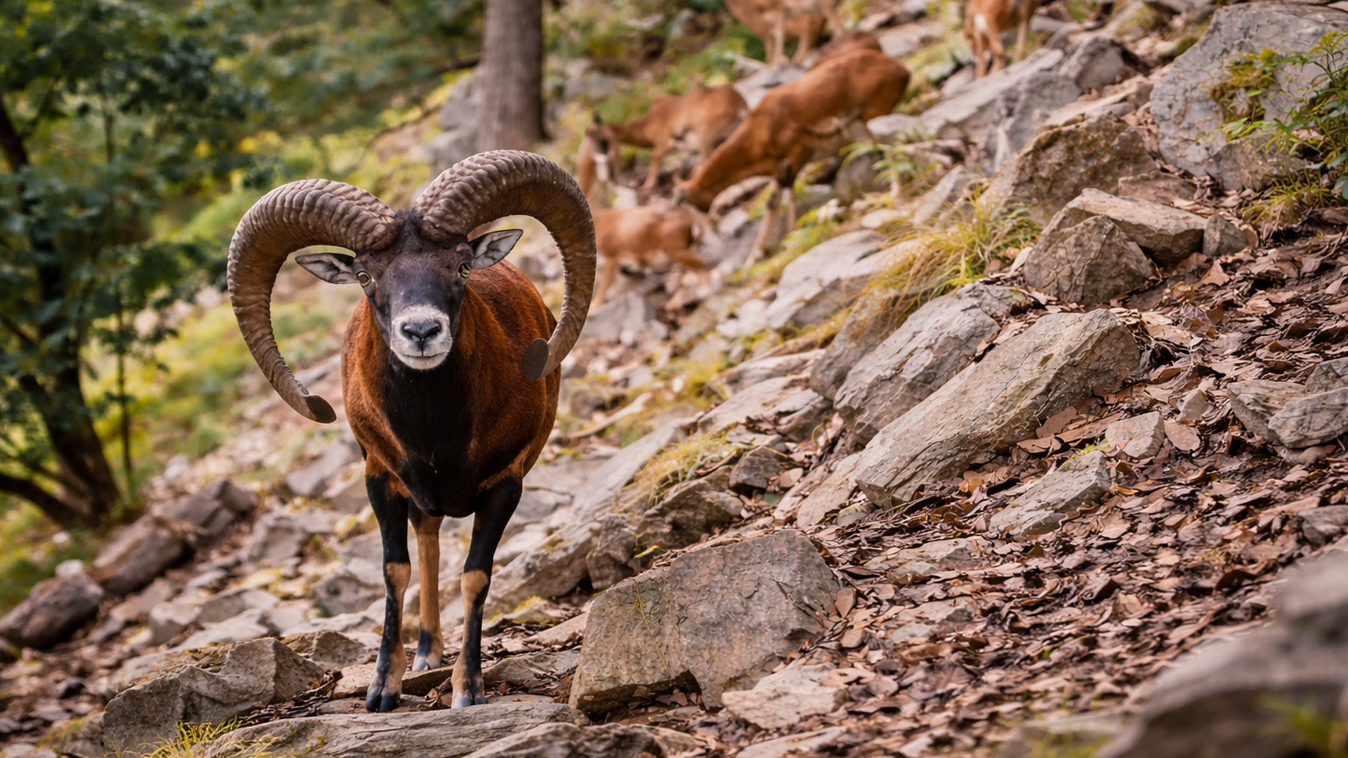 Mijn cameraval legde een week lang wilde dieren vast