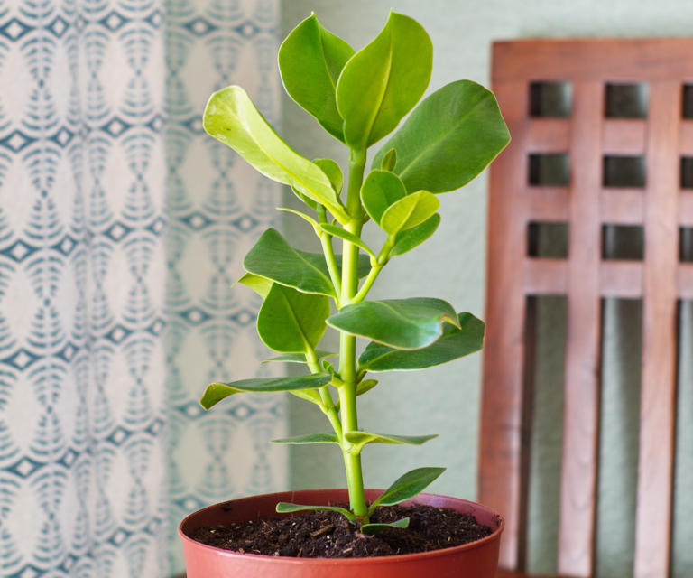 5 houseplants that thrive on neglect: Trust me, they actually want you ...