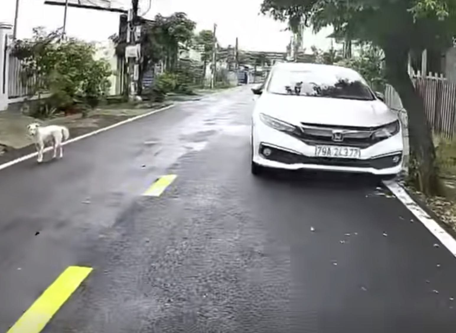 Người dân phản ánh trên VNeTraffic, CSGT xử lý ô tô đỗ ngược chiều