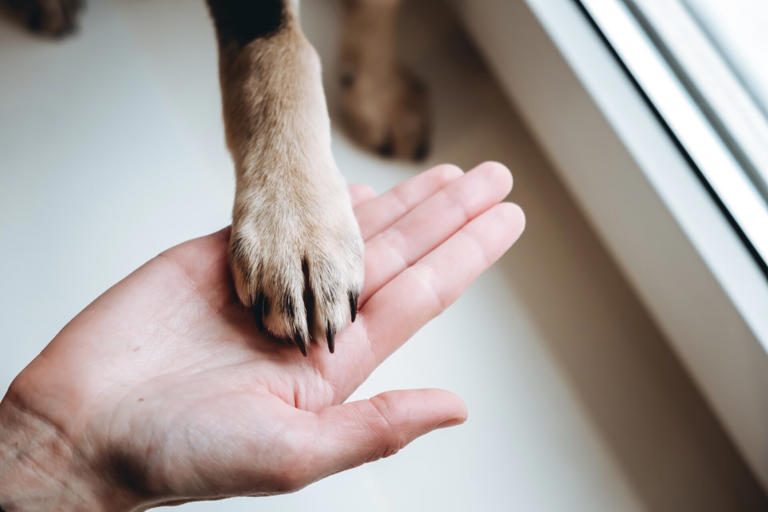Quando um cão lhe dá uma pata, isso pode indicar bem-estar, mas também problemas de saúde.