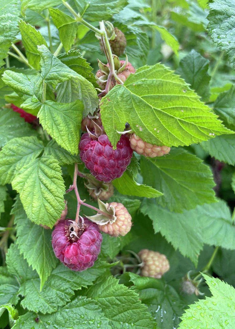Boost raspberry harvest with proper pruning