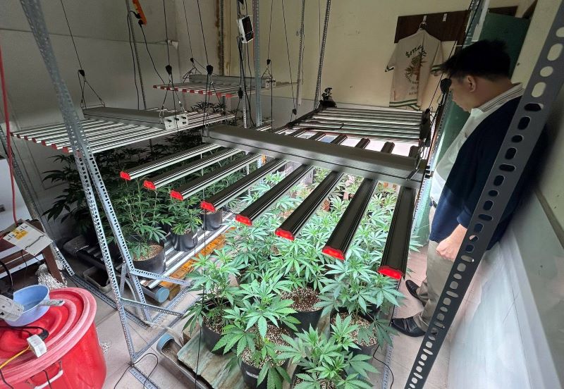 Hành vi trồng cây có chứa chất ma túy bị phạt nặng