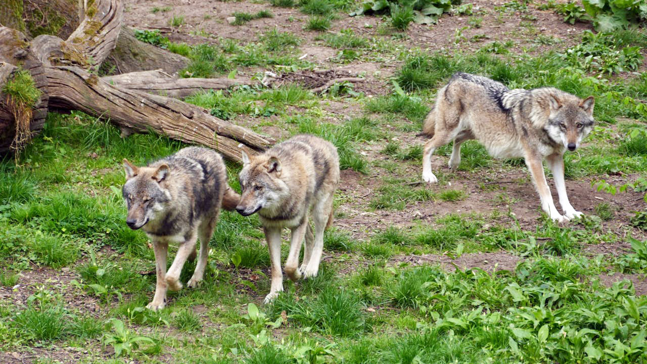 15 states where wolf territory is pushing into new hunting zones