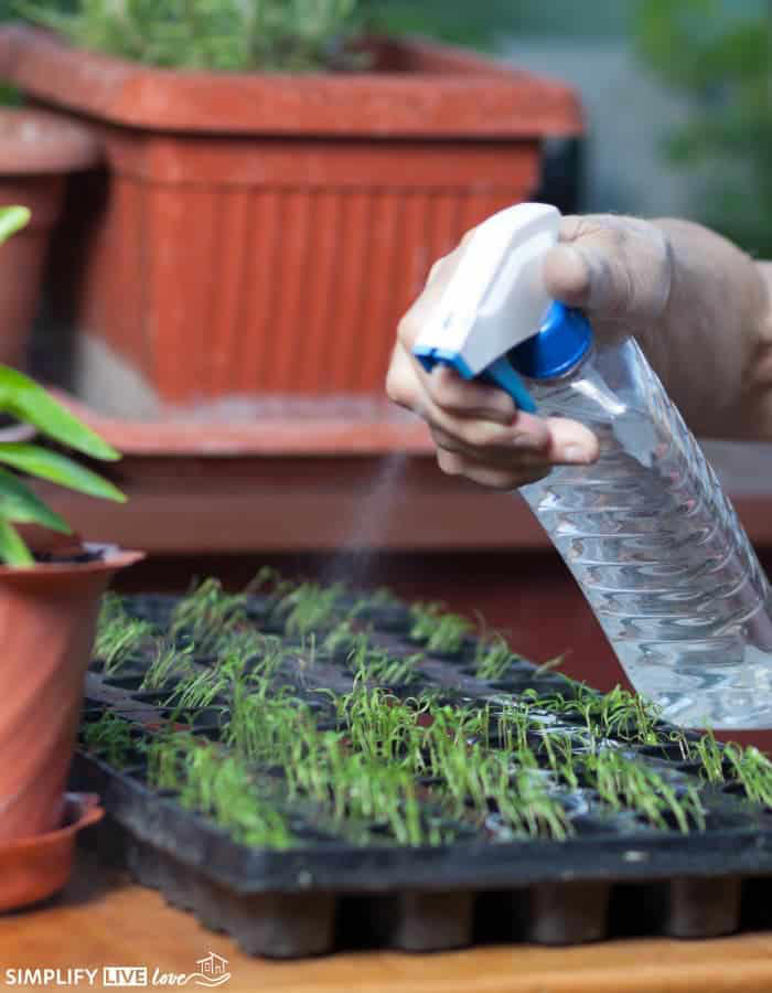 How to start seeds indoors: A simple step-by-step guide
