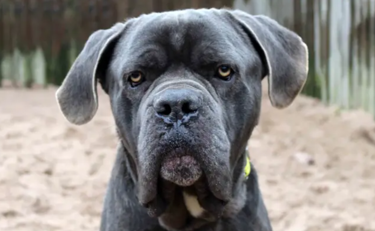 17 cute canines looking for their forever homes right here in the North ...