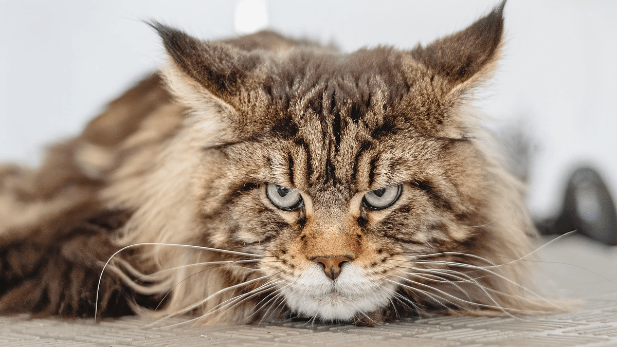 10 words that seem harmless but make your cat run away