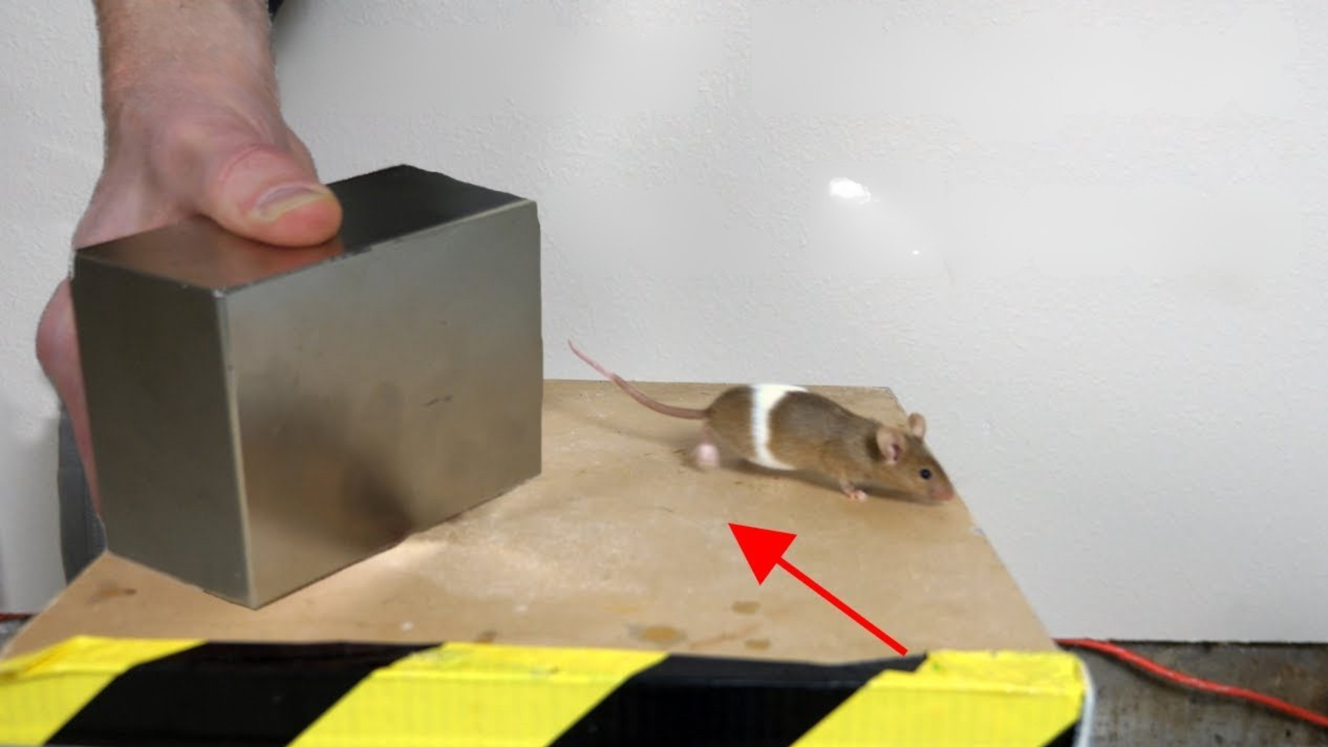 What does a giant monster neodymium magnet do to a mouse?