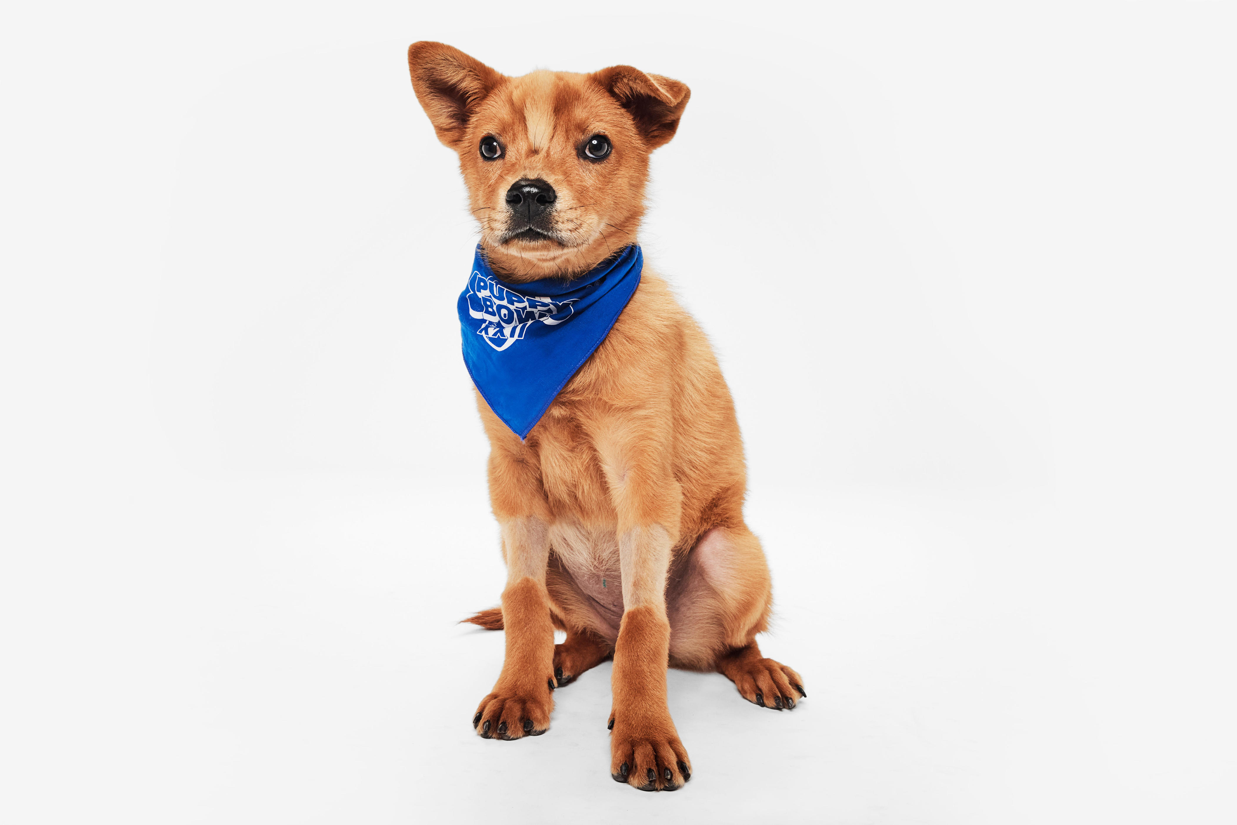 2026 Puppy Bowl: Who is the 'ruffaree' for Sunday's game?