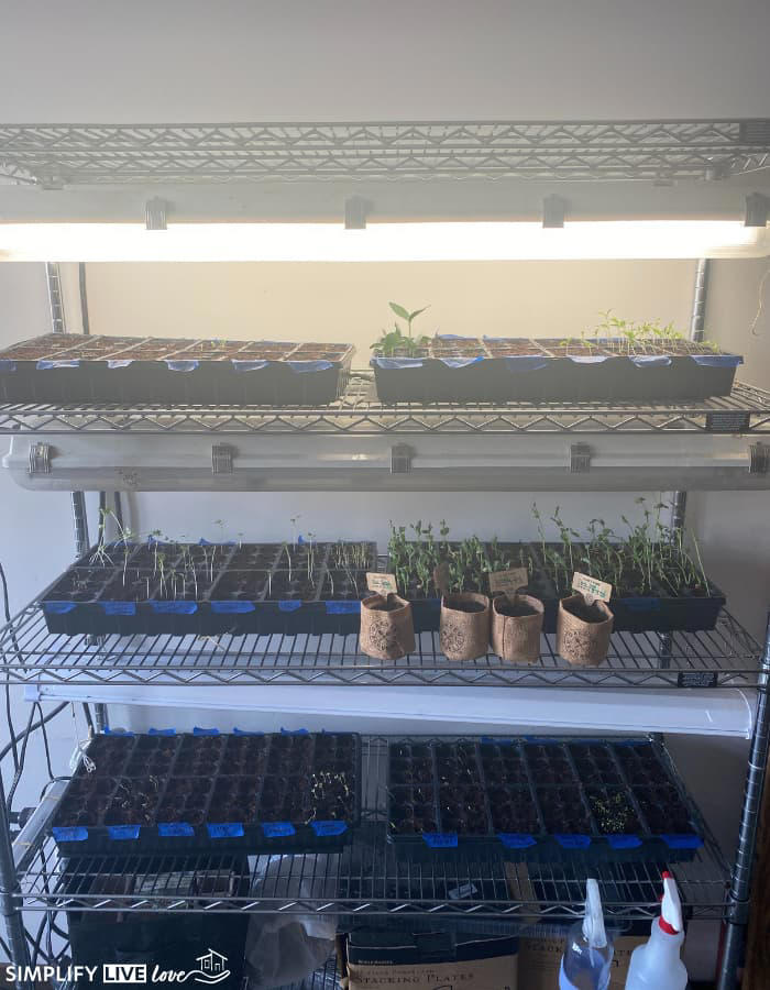 How to start seeds indoors: A simple step-by-step guide