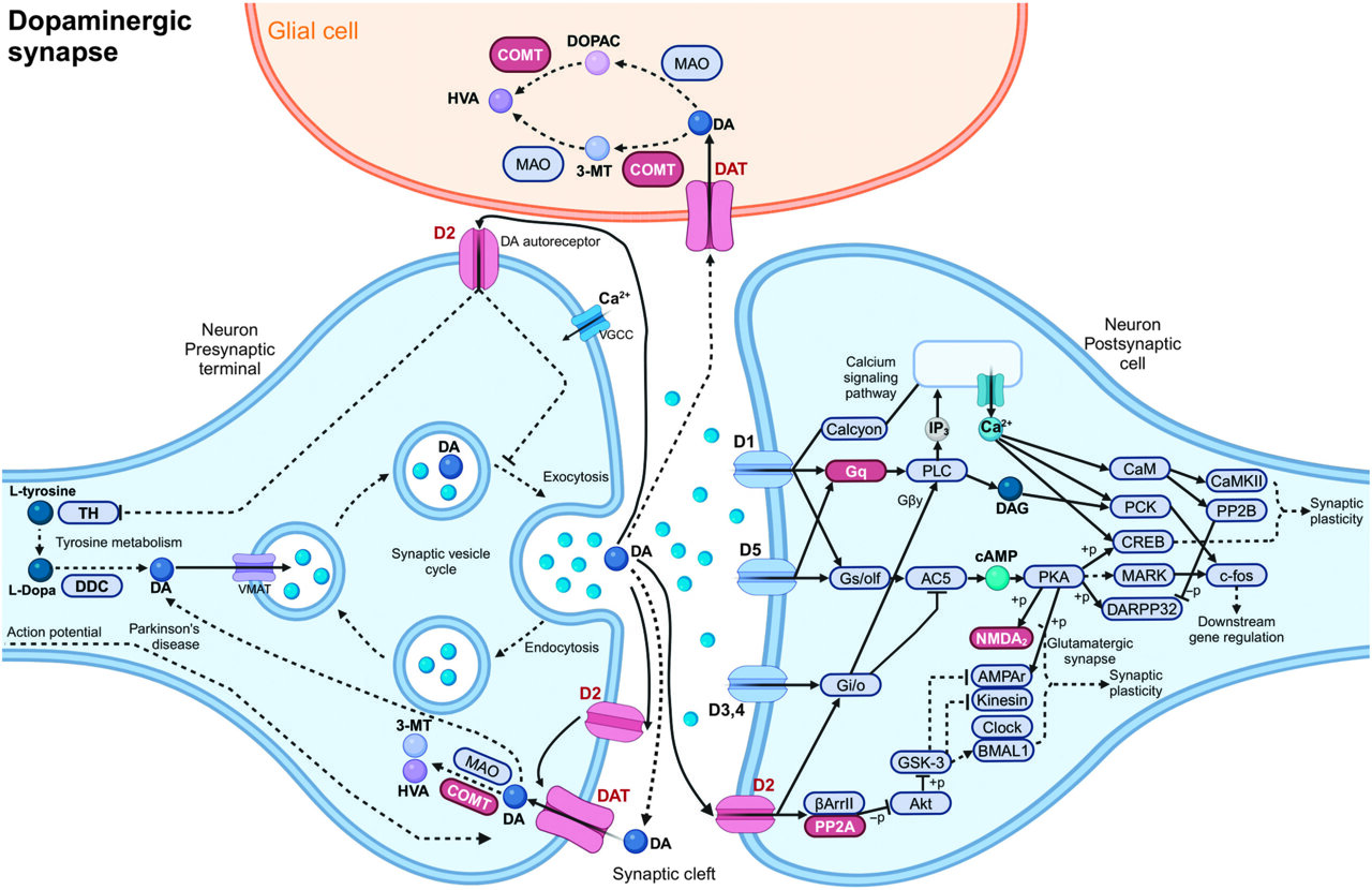 Review of 40 years of genetics suggests dyslexia involves broader brain ...