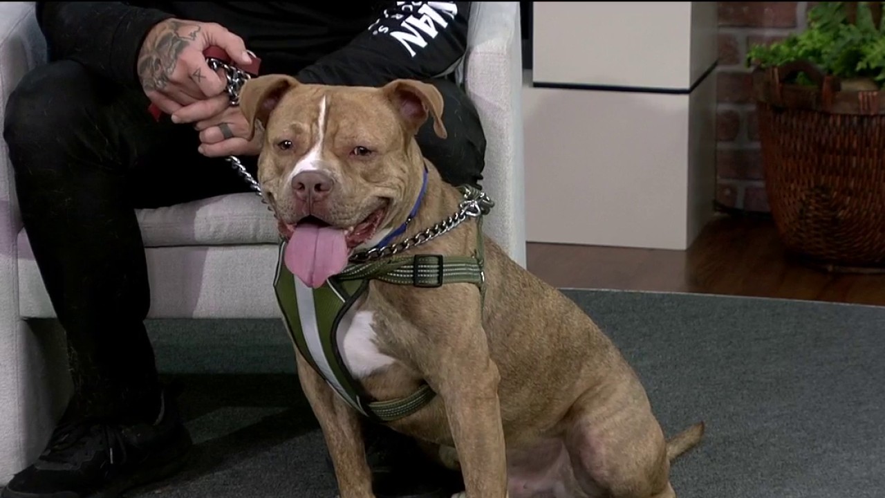 Pet of the week: Meet Snoopy Jay