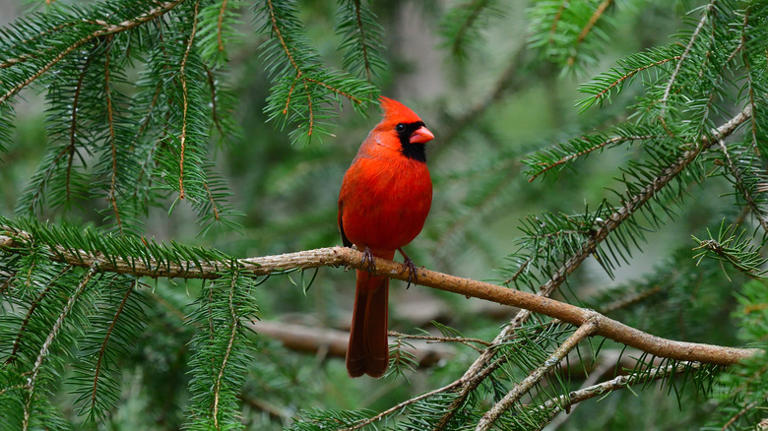 Keep cardinals happy and hydrated all winter with this simple birdbath ...