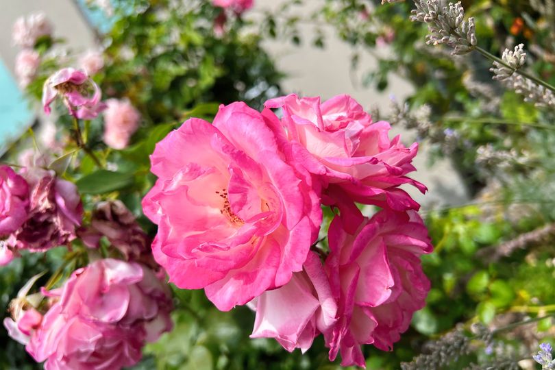 ‘I’m a gardening expert – your roses need 1 thing in February to bloom ...