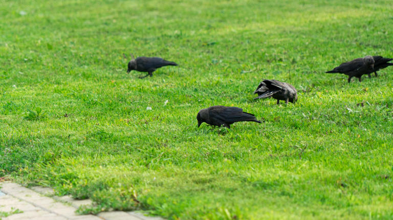 Here's why so many birds are pecking at your lawn
