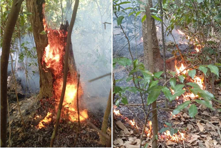Fire erupts near Penang Hill, quickly contained