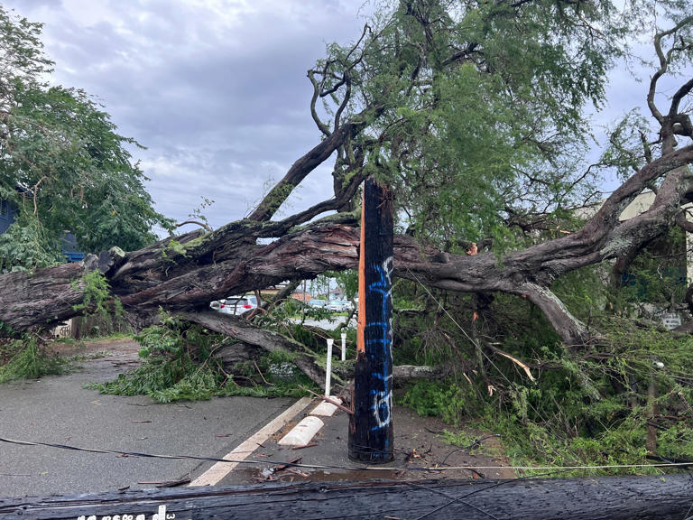 Downed trees, power outages from powerful winds reported across Hawaii