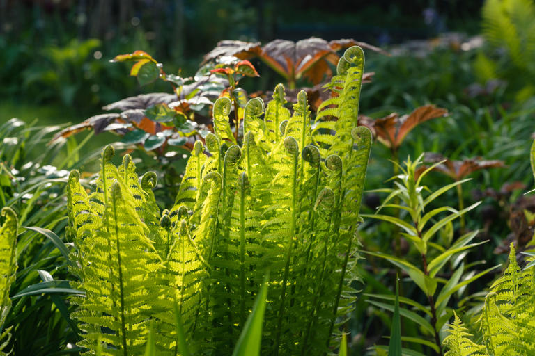 The best flowers and plants to spruce up your spring garden