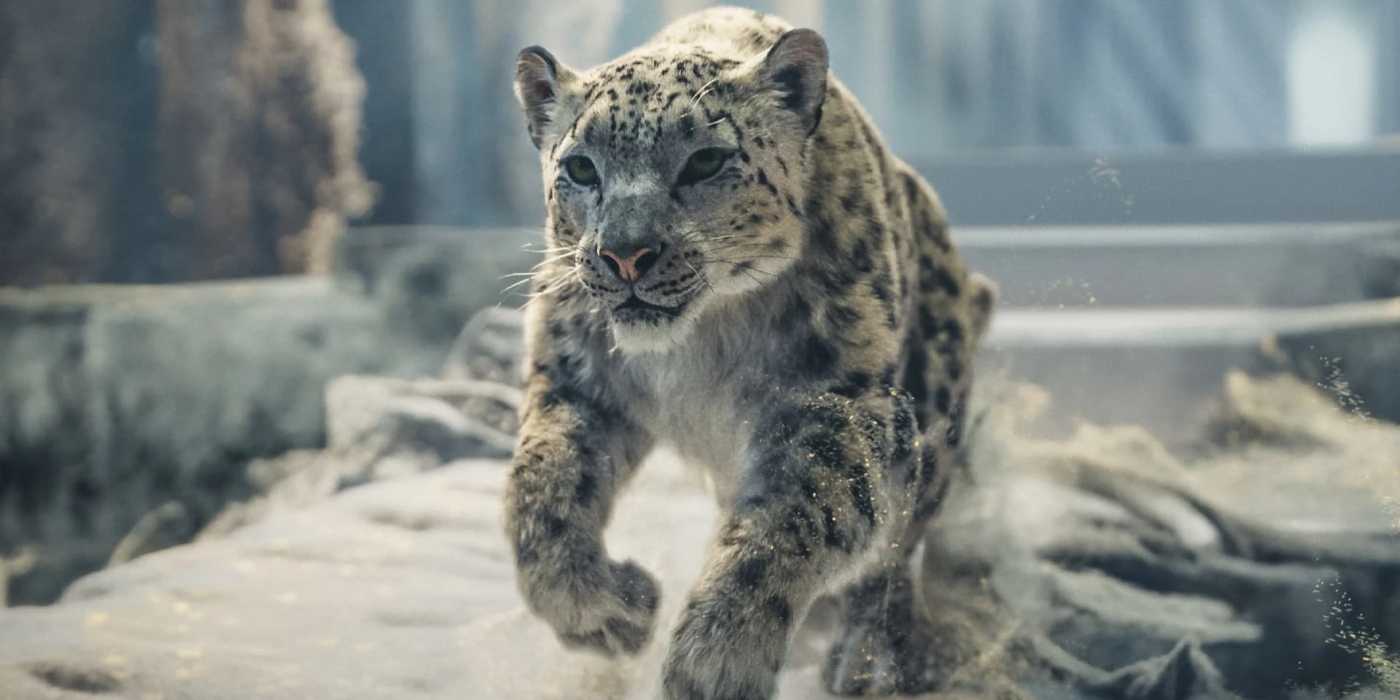 Asriel's Snow Leopard from His Dark Materials